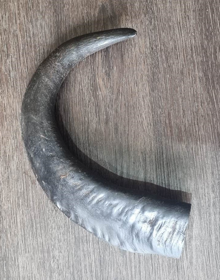 Buffalo horn - small